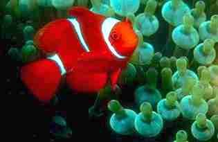 Maroon Clownfish