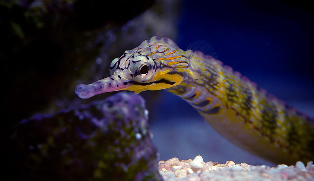 Messmate Pipefish
