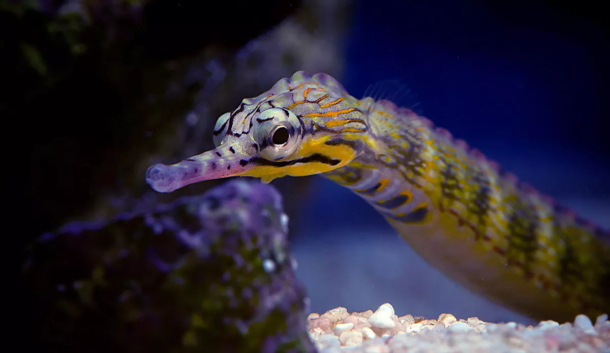 Messmate Pipefish