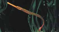 Multibanded Pipefish