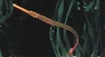 Multibanded Pipefish