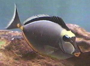 Naso Tang