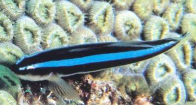 Rainfordi’s Goby