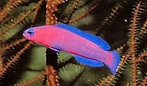 Orchid Dottyback