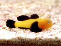 Panda Goby