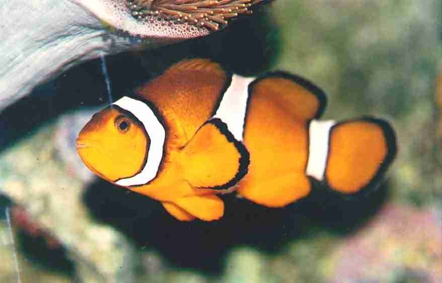 Percula Clownfish