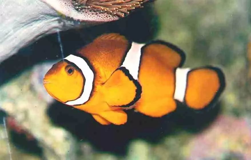 Percula Clownfish