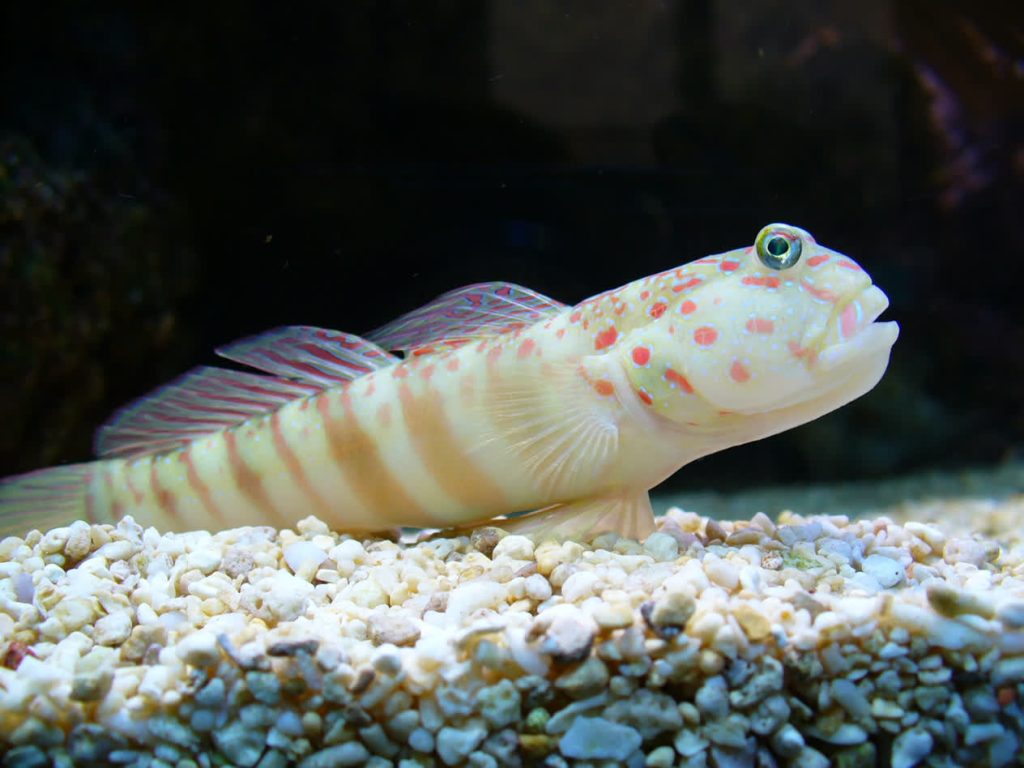 Watchman Goby Pink Spotted