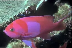 Pink Square Anthias