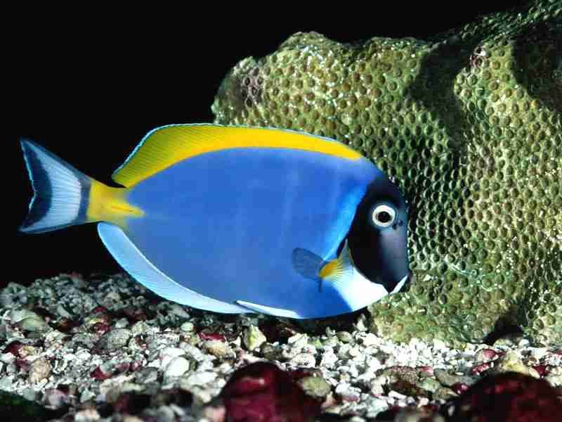 Powder Blue Tang