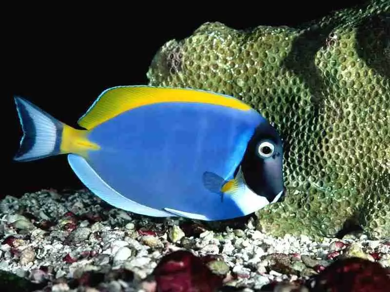 Powder Blue Tang