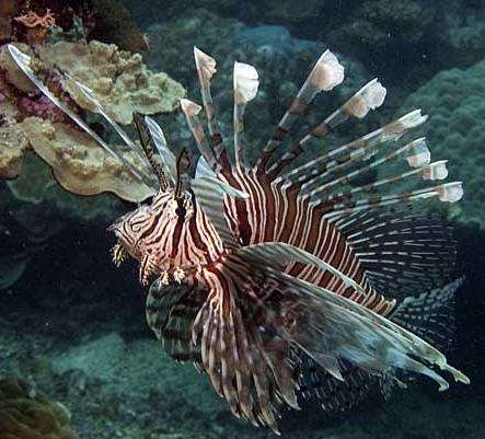 Volitan Lionfish