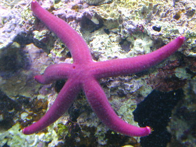 Blue Linkia Starfish purple form
