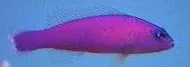 Purple Pseudochromis