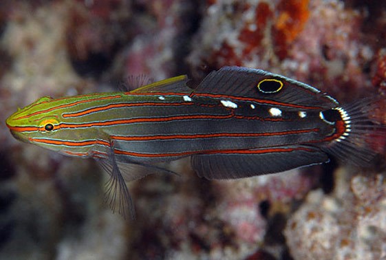 Rainfordi’s Goby