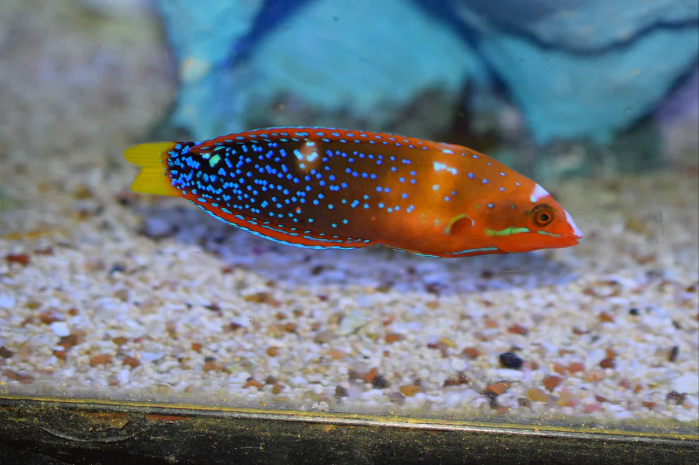 Red Coris Wrasse Adult