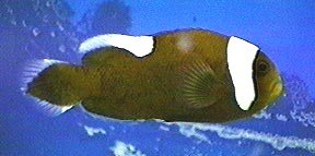 Saddleback Clownfish