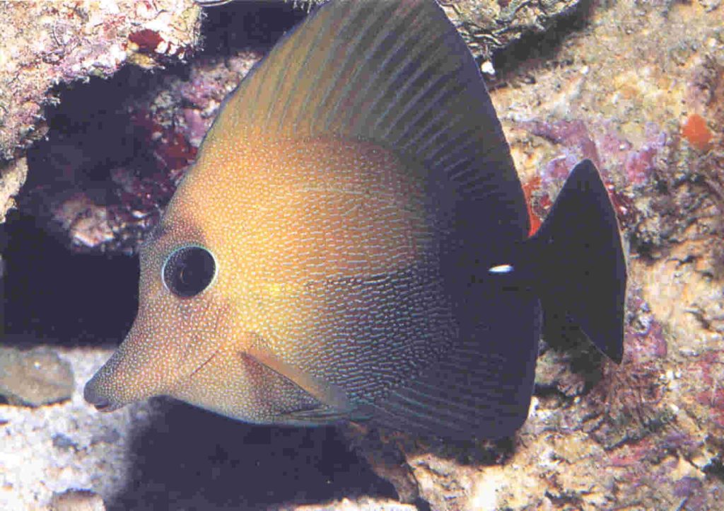 Scopas Tang