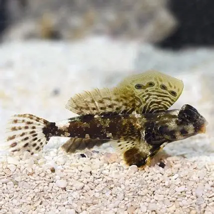 Scooter Dragonet