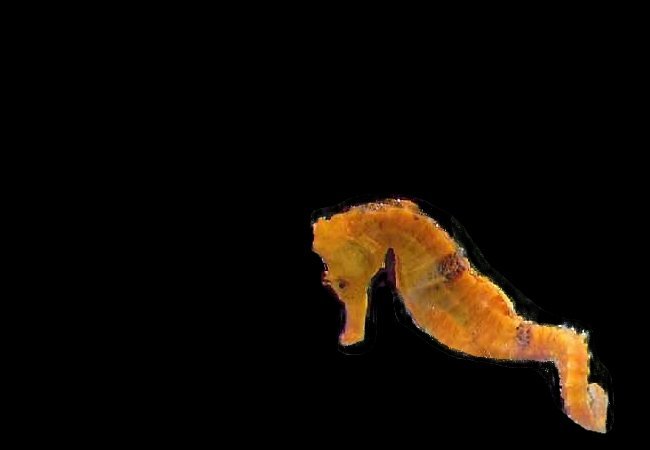 Knysna Seahorse
