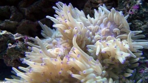Sebae Anemone