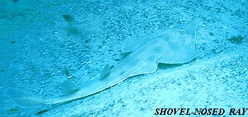Shovel- Nosed Ray