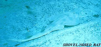 Shovel- Nosed Ray