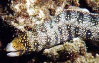 Snowflake Moray Eel