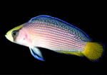 Splendid Dottyback