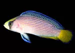 Splendid Dottyback