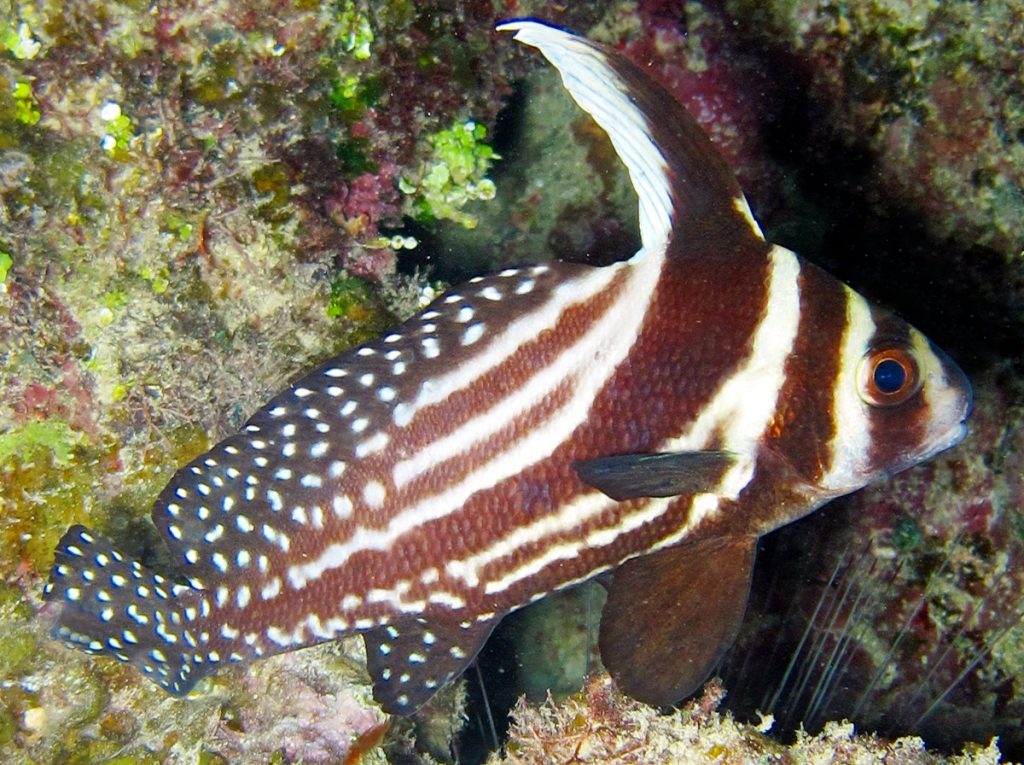 Spotted Drum