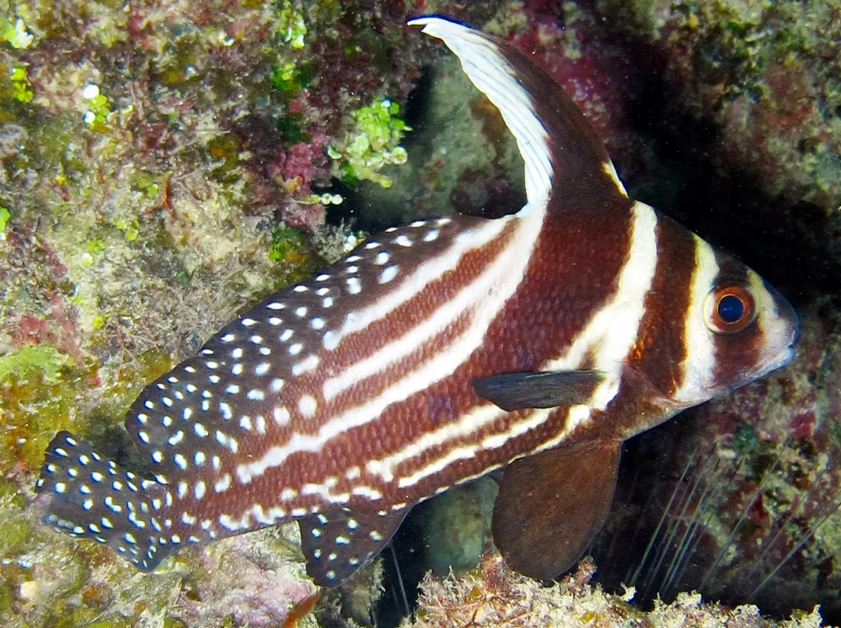 Spotted Drum