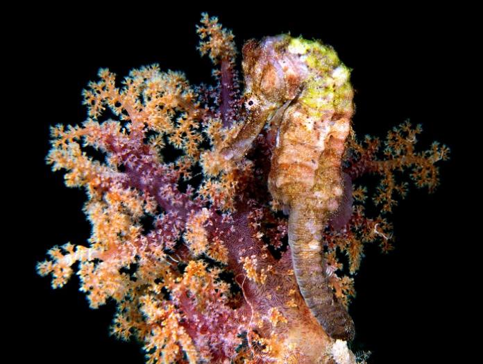 Spotted Seahorse