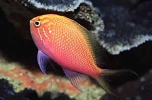 Sunburst Anthias