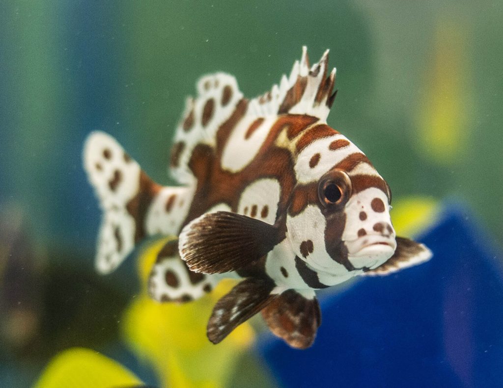 Sweetlips