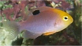 Talbot's Damsel