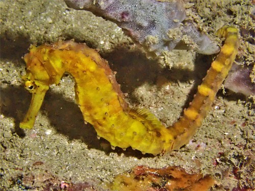 Tiger Tail Seahorse