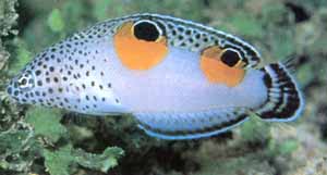 Twin Spot Wrasse