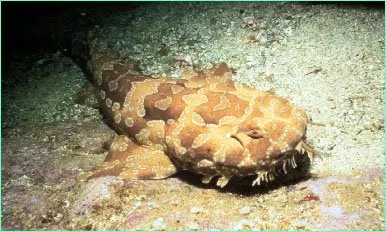 Wobbegong Shark