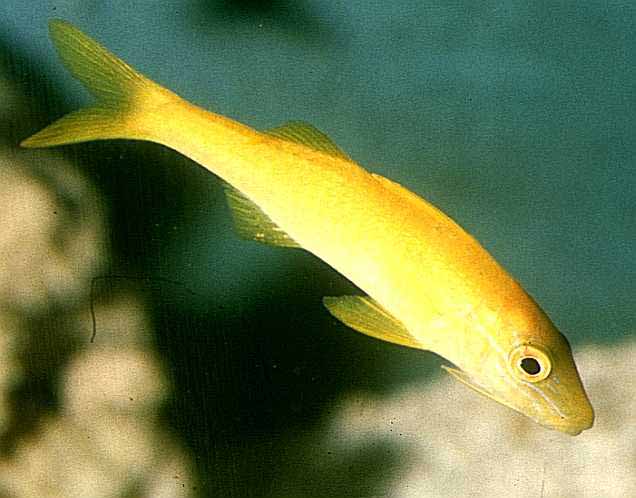 Goatfish
