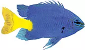 Yellowtail Blue Damsel
