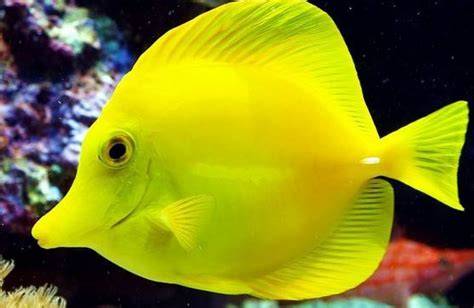 Why You Need a Quarantine Tank