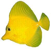 Yellow Tang
