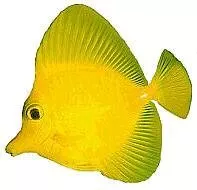 Yellow Tang