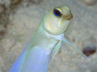 Goldspecs Jawfish
