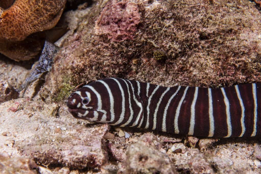 Zebra Moray