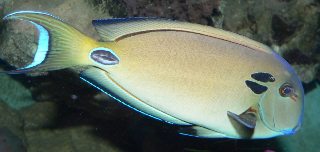 Tennenti Tang