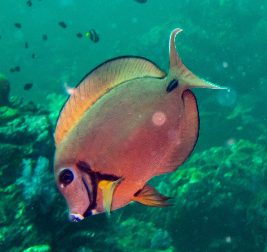 Eiblii Mimic Tang