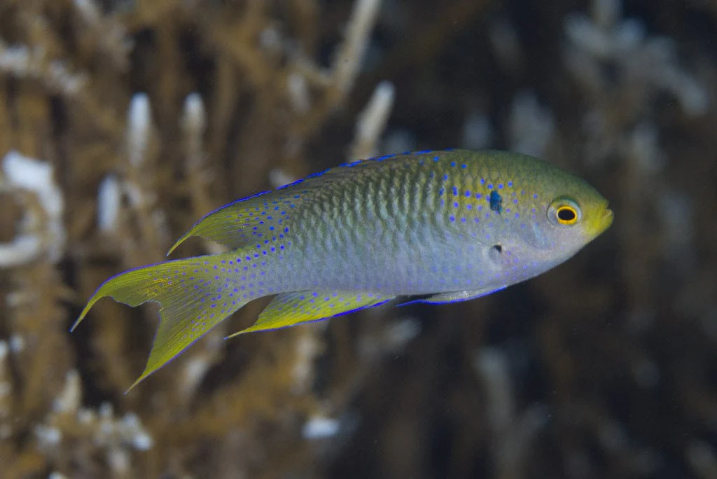Coral Damsel