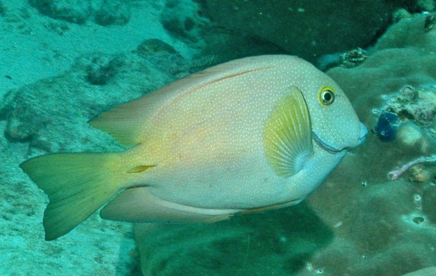 Golden Blue Eye Tang